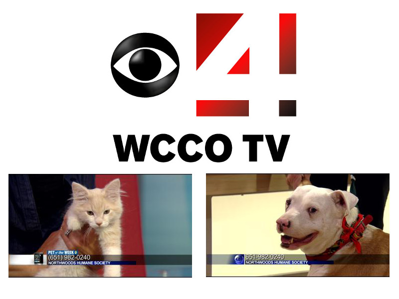 WCCO Pet of the Week – Northwoods Humane Society