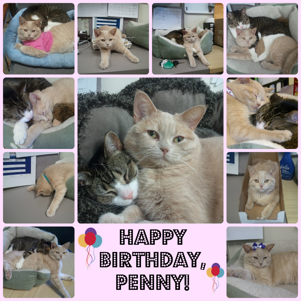 Penny Birthday Collage